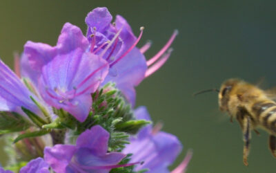 Biodiversitätskrise: Bundesrat veröffentlicht Plan der Untätigkeit