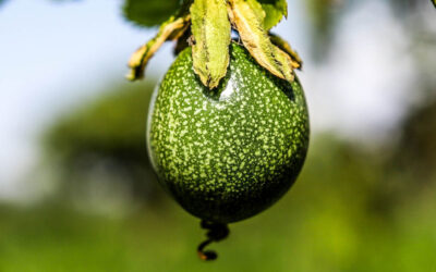 UN-Ernährungsbericht: Der Hunger ist noch lange nicht besiegt